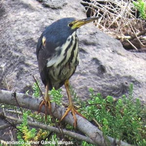 Réchauffement climatique et répartition des oiseaux : les cas des îles Canaries et du Texas