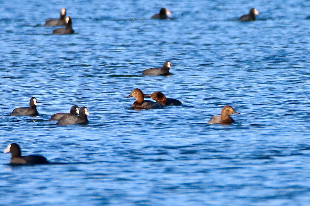 Fuligules milouins et Foulques macroules