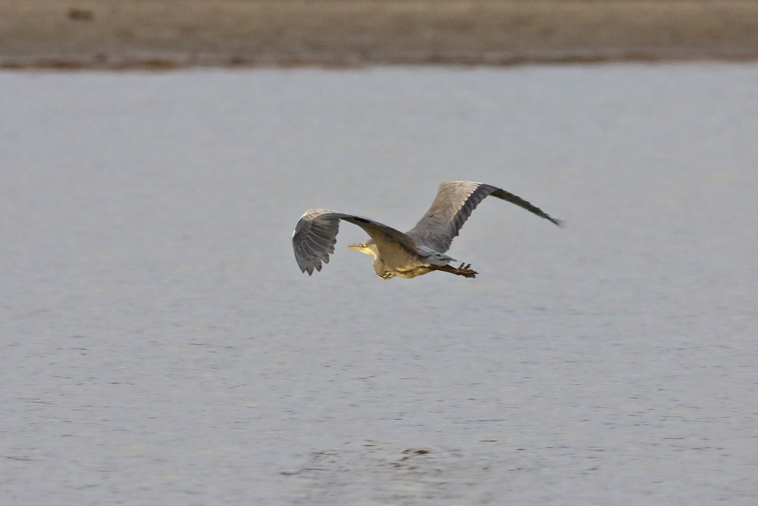 Héron cendré en vol