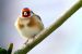 Chardonneret élégant | Carduelis carduelis | European Goldfinch
