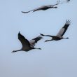 Vol de Grues cendrées