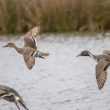 Canards pilets en vol