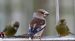 Gros-bec cassenoyaux | Coccothraustes coccothraustes | Hawfinch