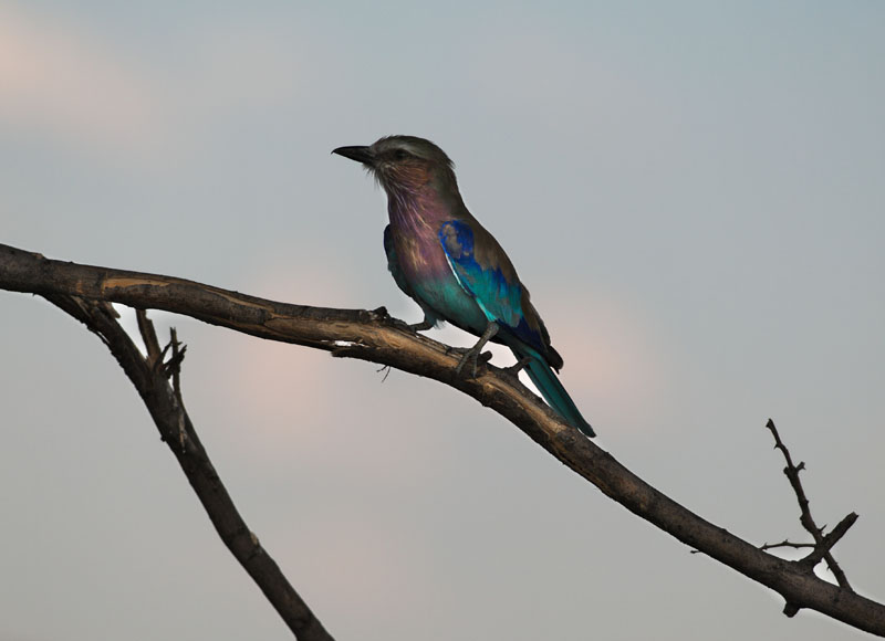 Rollier d&rsquo;Abyssinie