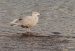 Goéland bourgmestre | Larus hyperboreus | Glaucous Gull