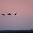 Envol des Grues cendrées à Saint-Denis du Payré