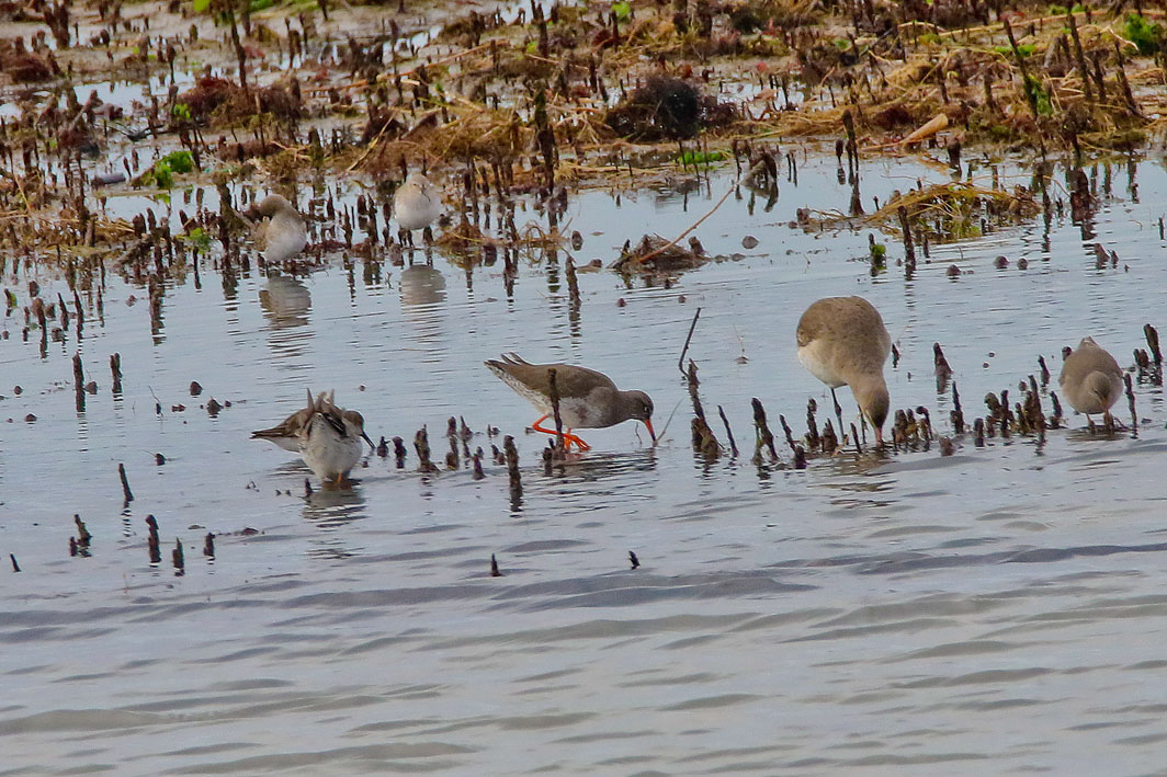 Chevalier gambette, Barge à  queue noire et Bécasseaux variables