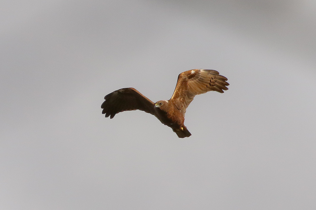 Busard des roseaux en vol