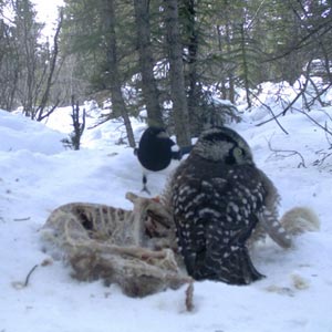 Une Chouette épervière mange et défend une carcasse de Lynx du Canada