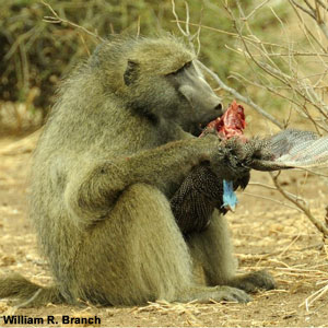 Les babouins peuvent chasser les pintades