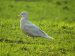 Goéland bourgmestre | Larus hyperboreus | Glaucous Gull