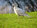 Goéland bourgmestre | Larus hyperboreus | Glaucous Gull