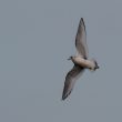 Mouette de Ross de 1er hiver aux Pays-Bas