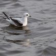 Mouette de Ross de 1er hiver aux Pays-Bas