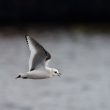 Mouette de Ross de 1er hiver aux Pays-Bas