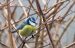 Mésange bleue | Cyanistes caeruleus | Eurasian Blue Tit