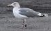 Goéland argenté | Larus argentatus | European Herring Gull