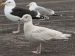 Goéland bourgmestre | Larus hyperboreus | Glaucous Gull