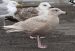 Goéland bourgmestre | Larus hyperboreus | Glaucous Gull