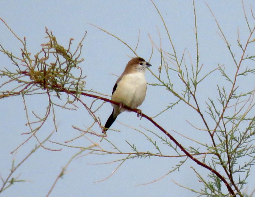 Capucin bec-de-plomb dans l’Hérault