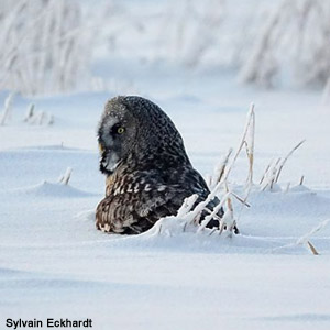 Durcissement de la couverture neigeuse et expansion de la Chouette lapone