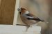 Gros-bec cassenoyaux | Coccothraustes coccothraustes | Hawfinch