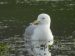 Goéland leucophée | Larus michahellis | Yellow-legged Gull