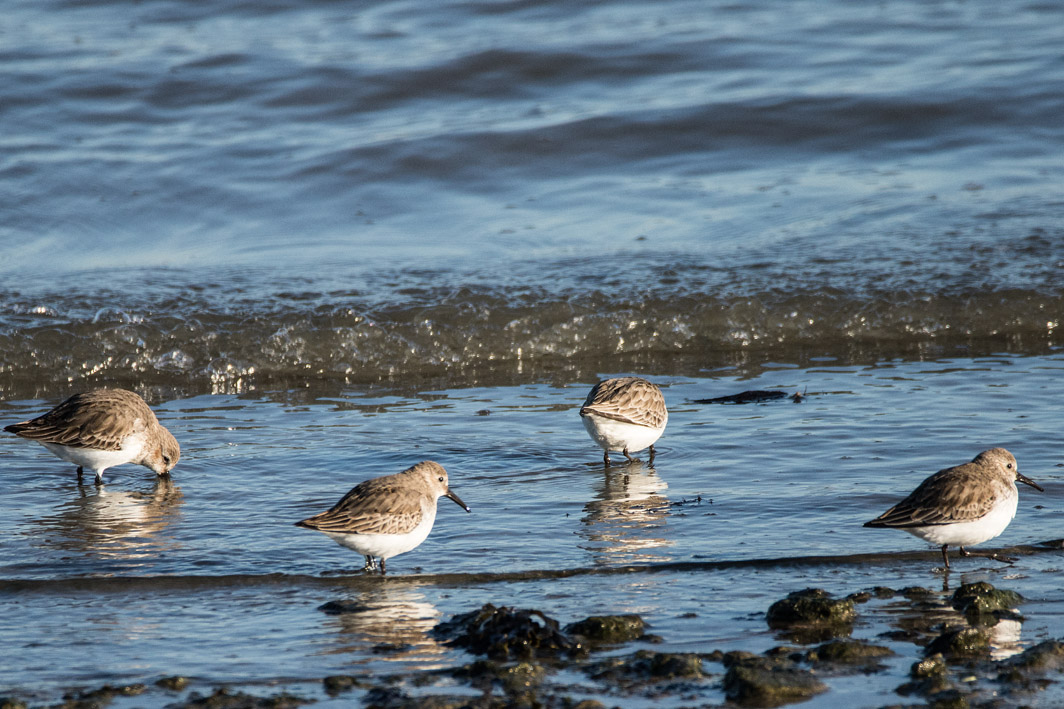 Bécasseaux variables