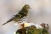 Tarin des aulnes | Carduelis spinus | Eurasian Siskin