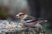 Gros-bec cassenoyaux | Coccothraustes coccothraustes | Hawfinch