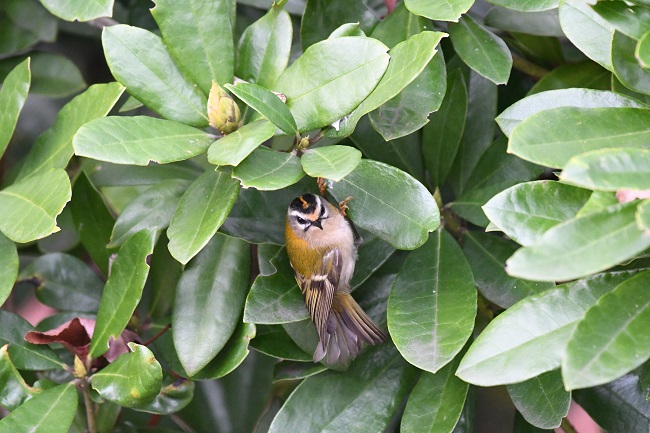 Roitelet triple-bandeau