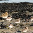 Pluvier doré, Grands gravelots et Bécasseaux variables