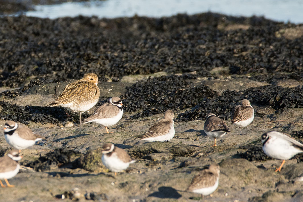 Pluvier doré, Grands gravelots et Bécasseaux variables