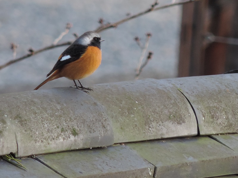 Rougequeue aurore mâle au Japon