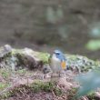 Robin à flancs roux au Japon