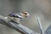 Gros-bec cassenoyaux | Coccothraustes coccothraustes | Hawfinch