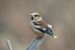 Gros-bec cassenoyaux | Coccothraustes coccothraustes | Hawfinch