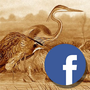 Pourquoi voyez-vous moins les articles d’Ornithomedia sur votre fil Facebook ?