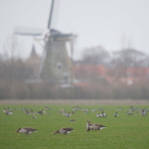 Pourquoi certaines espèces d’oies profitent-elles de l’agriculture moderne ?