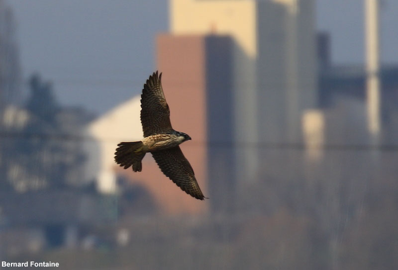 Probable Faucon pèlerin nordique