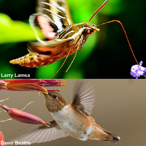 Pourquoi les colibris sont-ils plus nombreux à l’ouest de l’Amérique du Nord ?