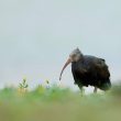 Ibis chauve en Andalousie