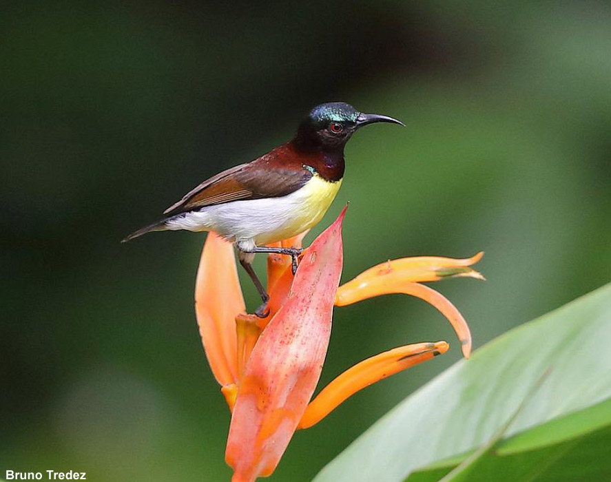 Souimanga menu minima Crimsonbacked sunbird