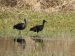 Ibis falcinelle | Plegadis falcinellus | Glossy Ibis