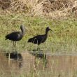 Jeunes Ibis falcinelles dans la Manche