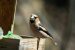 Gros-bec cassenoyaux | Coccothraustes coccothraustes | Hawfinch