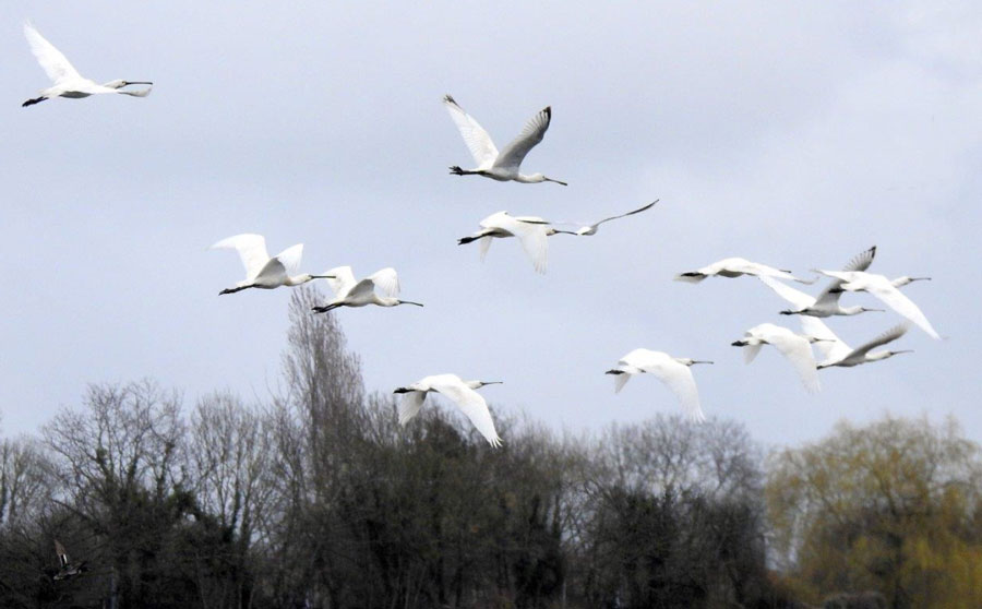 Spatules blanches en baie du Mont-Saint-Michel