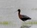 Ibis falcinelle | Plegadis falcinellus | Glossy Ibis