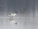 Avocette élégante | Recurvirostra avosetta | Pied Avocet