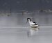 Avocette élégante | Recurvirostra avosetta | Pied Avocet
